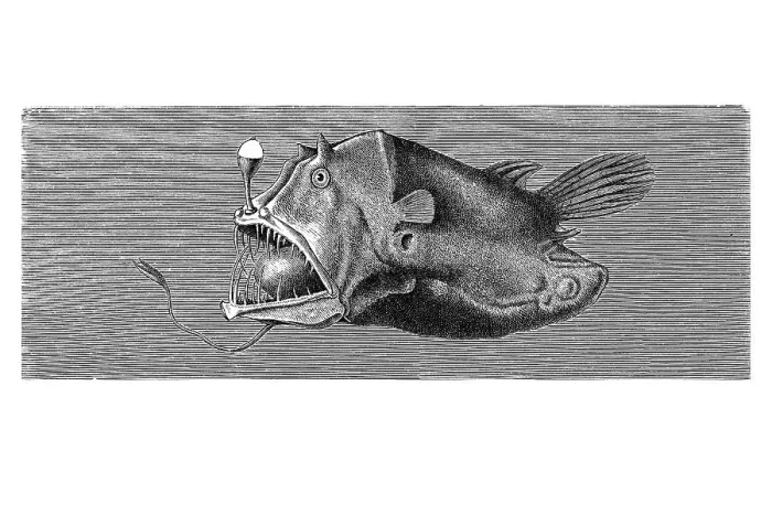 Framed Print : Woodcut, Leftvent (Linophrynidae) Framed Print : Woodcut, Leftvent (Linophrynidae)