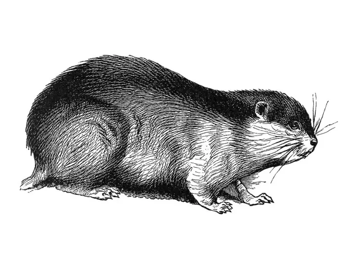 Framed Print : Woodcut, Lemming (Lemmini) Framed Print : Woodcut, Lemming (Lemmini)