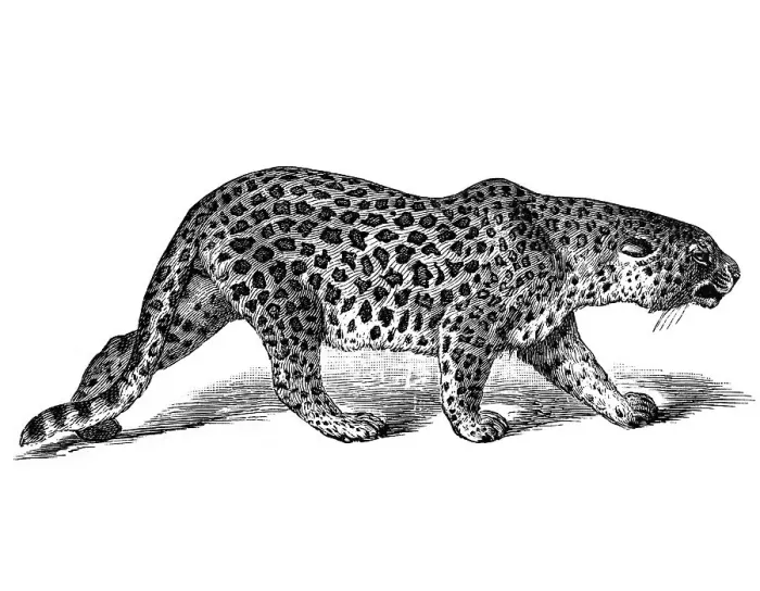 Framed Print : Woodcut, Leopard (Panthera pardus)