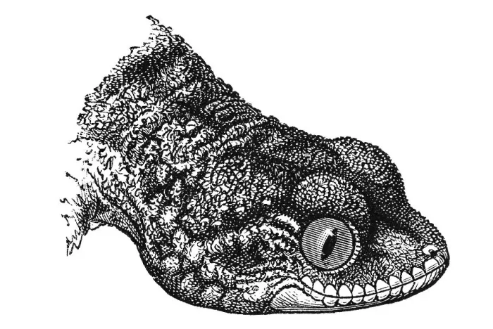 Framed Print : Woodcut, Moorish gecko (Tarentola mauritanica)