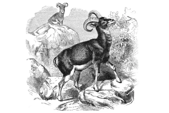 Framed Print : Woodcut, Mouflon (Ovis orientalis orientalis group)