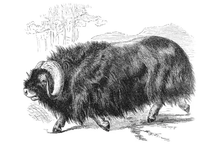 Framed Print : Woodcut, Muskox (Ovibos moschatus)