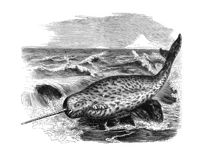 Framed Print : Woodcut, Narwhale (Monodon monoceros)