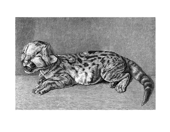 Framed Print : Woodcut, newborn Cougar (Puma concolor) Framed Print : Woodcut, newborn Cougar (Puma concolor)