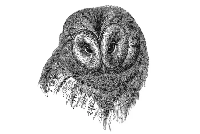 Framed Print : Woodcut, Northern hawk owl (Surnia ulula) Framed Print : Woodcut, Northern hawk owl (Surnia ulula)