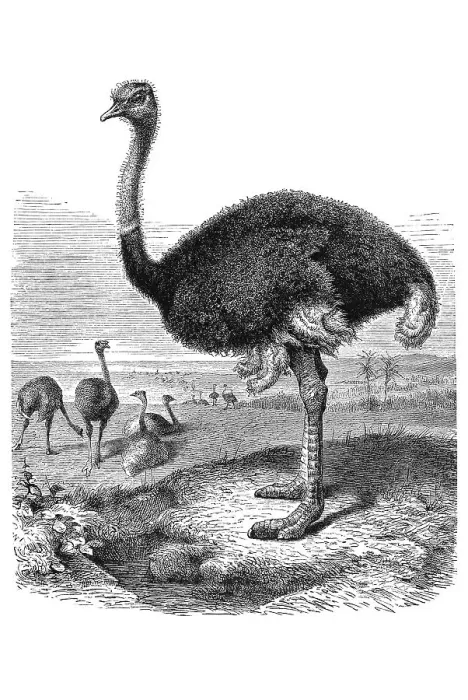 Framed Print : Woodcut, Ostrich (Struthio camelus) Framed Print : Woodcut, Ostrich (Struthio camelus)