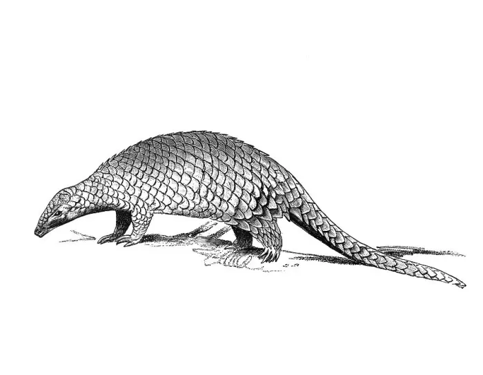 Framed Print : Woodcut, Pangolin, Scaly anteater (Manidae)