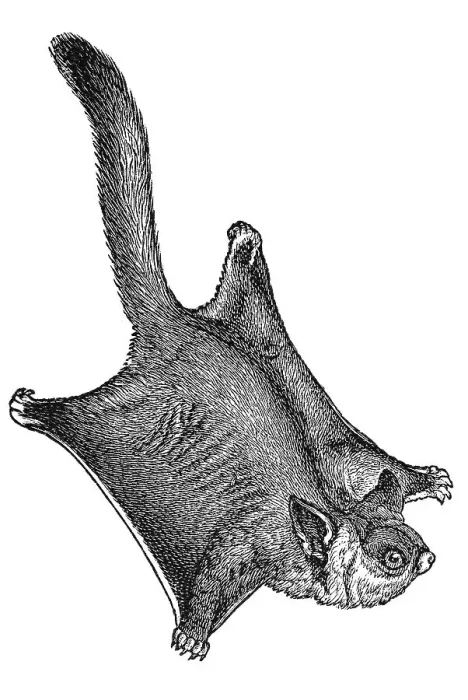 Framed Print : Woodcut, Petaurus (Petaurus sciureus) Framed Print : Woodcut, Petaurus (Petaurus sciureus)