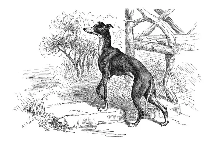 Framed Print : Woodcut, Piccolo Levriero, greyhound Framed Print : Woodcut, Piccolo Levriero, greyhound