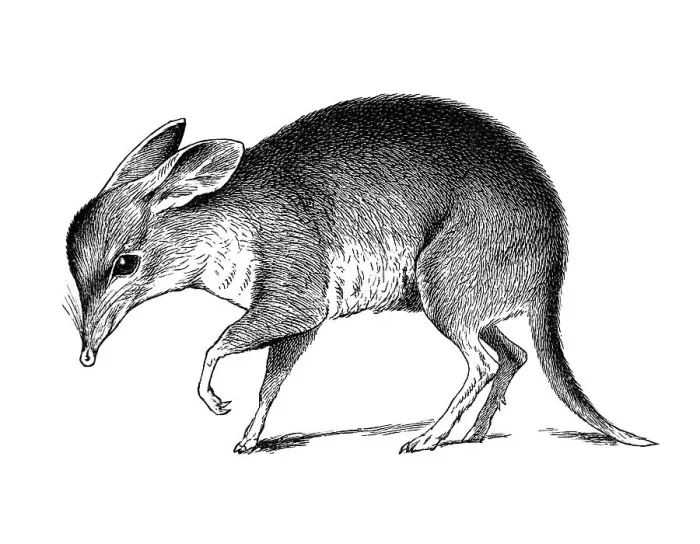 Framed Print : Woodcut, Pig-footed bandicoot (Chaeropus castanotis)