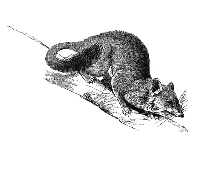 Framed Print : Woodcut, Quoll or Native cat (Dasyurus) Framed Print : Woodcut, Quoll or Native cat (Dasyurus)