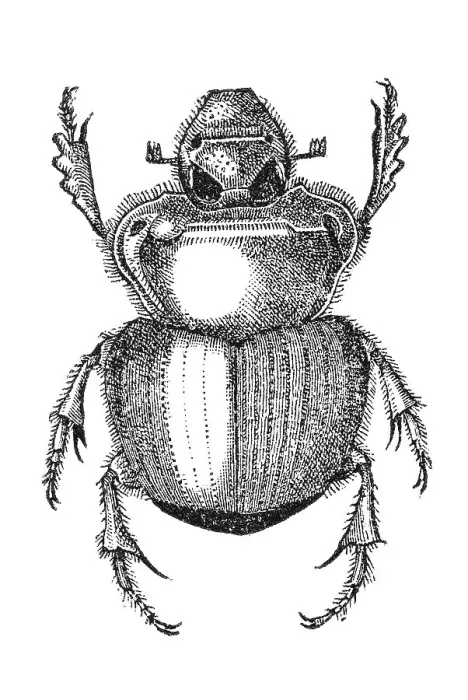 Framed Print : Woodcut, Scarab beetle (Scarabaeidae)