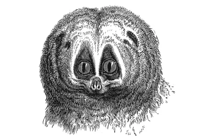 Framed Print : Woodcut, Slow loris (Nycticebus), portrait Framed Print : Woodcut, Slow loris (Nycticebus), portrait