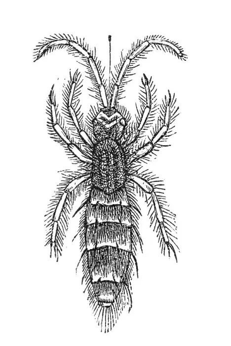 Framed Print : Woodcut, Springtail (Collembola)