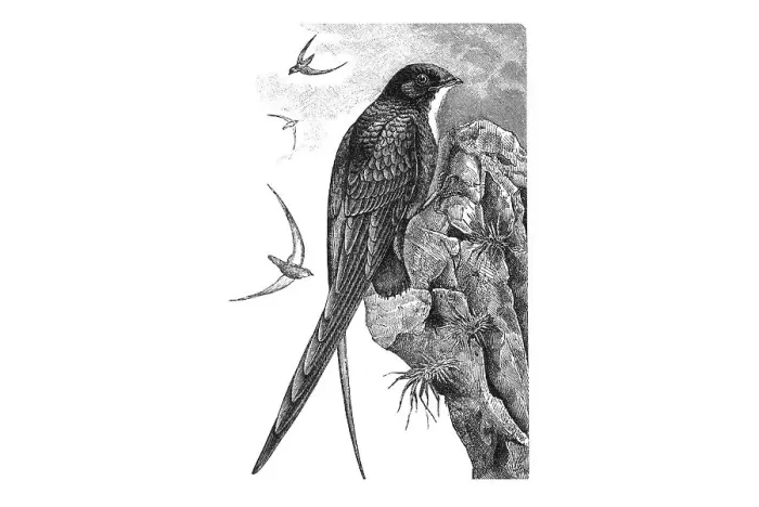 Framed Print : Woodcut, Swift bird (Chaetura picina)