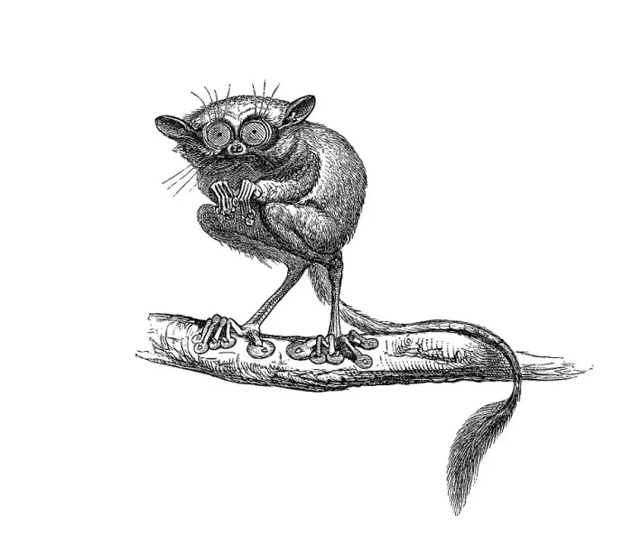 Framed Print : Woodcut, Tarsiers (Tarsius) Framed Print : Woodcut, Tarsiers (Tarsius)