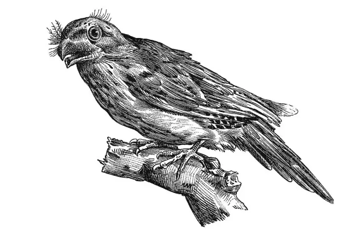 Framed Print : Woodcut, Tawny frogmouth(Podargus strigoides) Framed Print : Woodcut, Tawny frogmouth(Podargus strigoides)