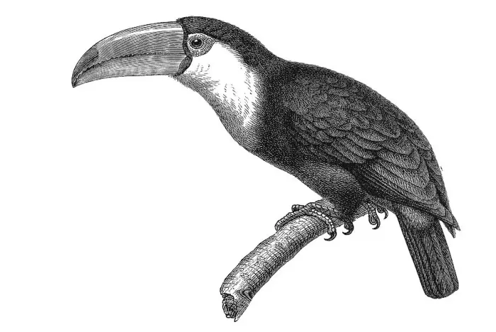 Framed Print : Woodcut, Toucan (Rhamphastus magnirostris) Framed Print : Woodcut, Toucan (Rhamphastus magnirostris)