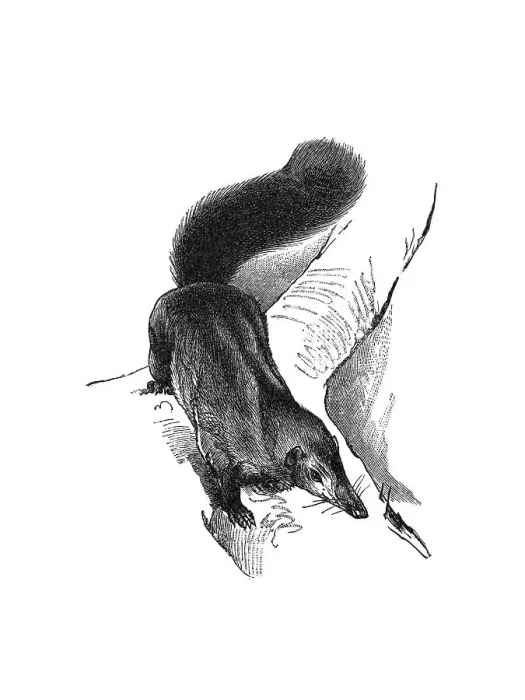 Framed Print : Woodcut, Treeshrew (Scandentia)