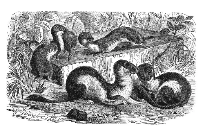 Framed Print : Woodcut, Weasels (Mustela vulgaris)