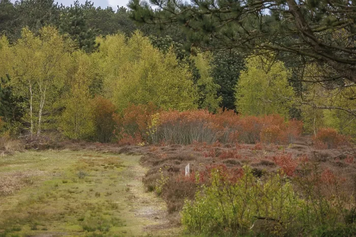Framed Print : Wooded area in autumn with colourful leaves