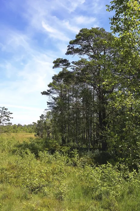 Framed Print : A wooded area next to an open meadow under clear skies