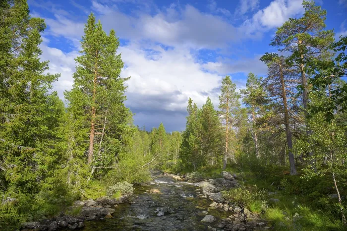 Framed Print : Wooded landscape with a river surrounded by green trees under a blue sky