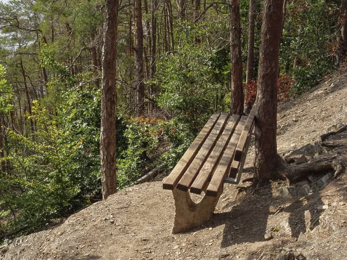 Framed Print : Wooden bench in the shade of trees along a path in a quiet wooded area