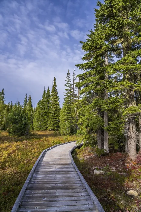Framed Print : The wooden boardwalk through the alpine forest at Paradise Meadows in Strathcona Provincial Park