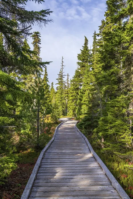 Framed Print : The wooden boardwalk through the forest at Paradise Meadows in Strathcona Provincial Park Framed Print : The wooden boardwalk through the forest at Paradise Meadows in Strathcona Provincial Park