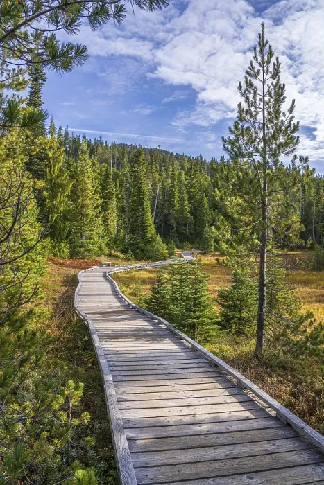 Framed Print : The wooden boardwalk through the forest at Paradise Meadows in Strathcona Provincial Park