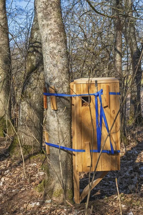 Framed Print : Wooden box as an insect hotel to help rare beetles on a tree in the forest