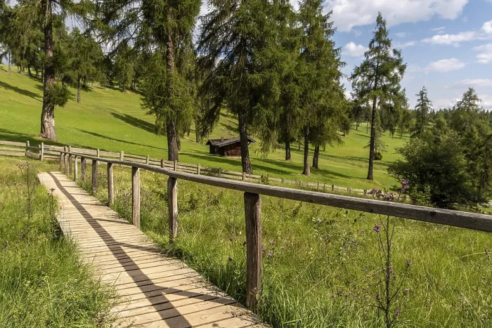 Framed Print : Wooden footbridge over meadow in the larch forest on the Salten