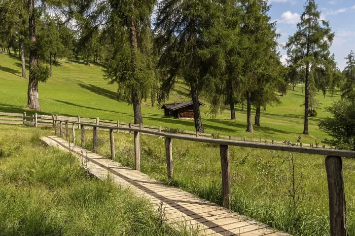 Framed Print : Wooden footbridge over meadow in the larch forest on the Salten
