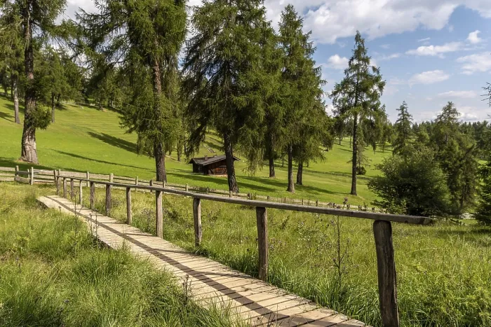 Framed Print : Wooden footbridge over meadow in the larch forest on the Salten Framed Print : Wooden footbridge over meadow in the larch forest on the Salten