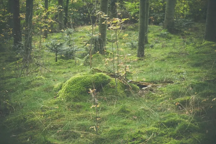 Framed Print : Wooden log with green moss in a forest at autumn Framed Print : Wooden log with green moss in a forest at autumn
