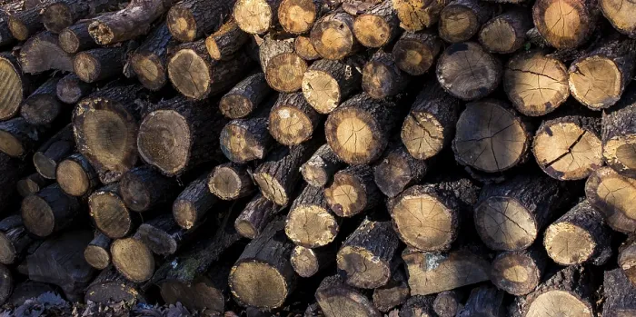 Framed Print : Wooden logs in a forest in the view