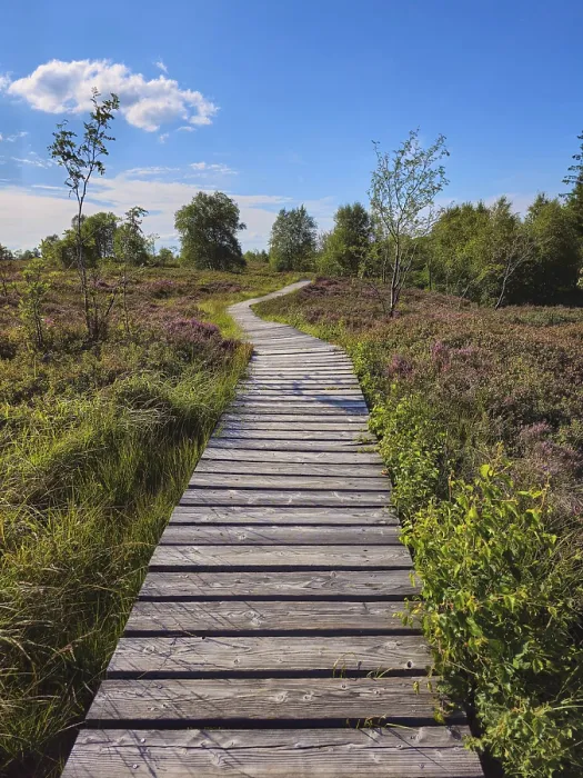Framed Print : A wooden path leads through a wide Framed Print : A wooden path leads through a wide