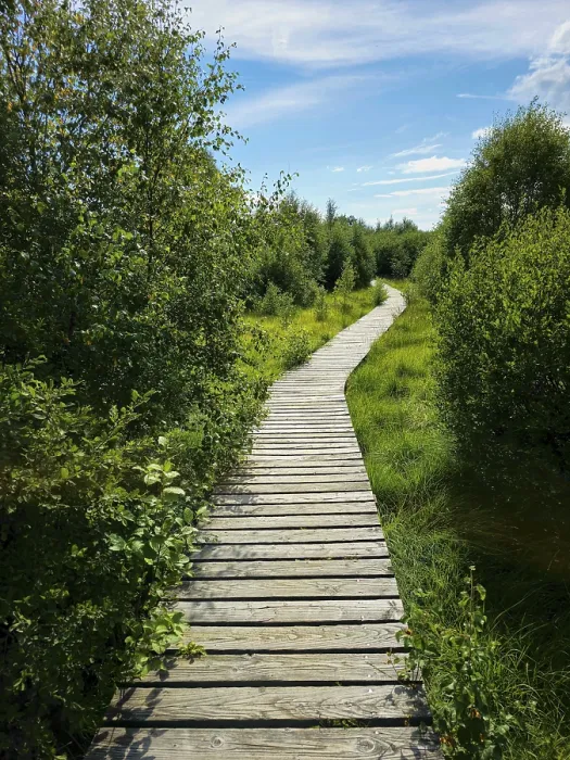 Framed Print : A wooden path winds through dense vegetation under a sunny sky