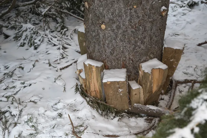 Framed Print : Wooden pegs fix Christmas tree, Turku, Finland