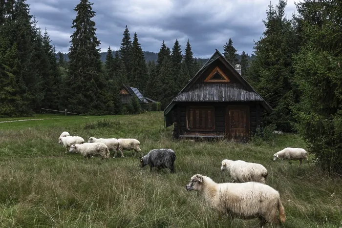 Framed Print : Wooden shepherd hut and sheep grazing in Carpathian mountains