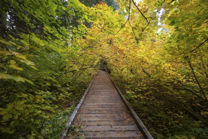 Framed Print : Wooden trail in autumnal forest