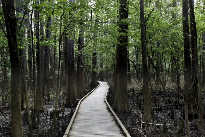 Framed Print : A wooden trail leads through a lush forest in Congaree National Park