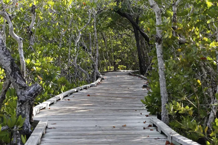Framed Print : Wooden walkway leads through thick green forest of mangrove trees in the Florida Keys