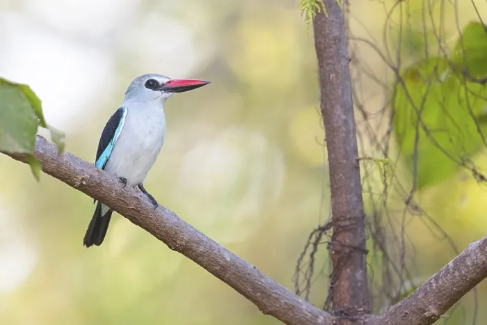 Framed Print : Woodland kingfisher (Halcyon senegalensis)