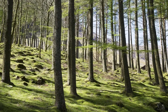 Framed Print : Woodland landscape tree trunks on the banks of Lake Buttermere