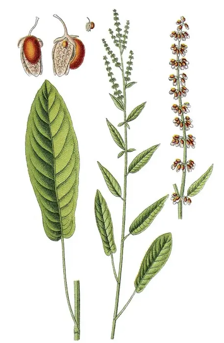 Framed Print : Woodland sorrel or dock (Rumex nemorosus)