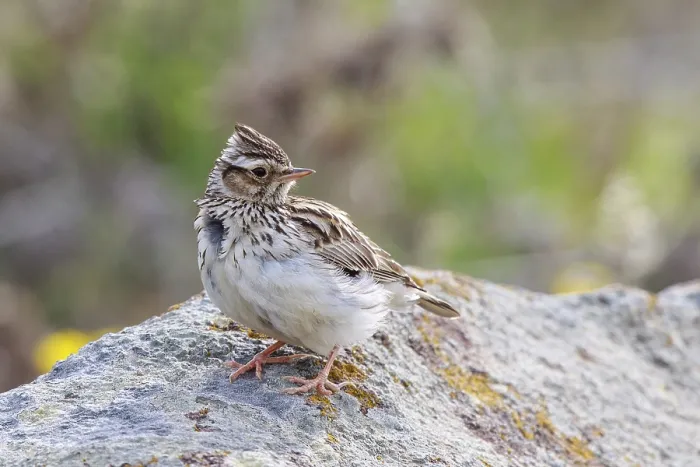 Framed Print : Woodlark (Lullula arborea) perched on a rock Framed Print : Woodlark (Lullula arborea) perched on a rock
