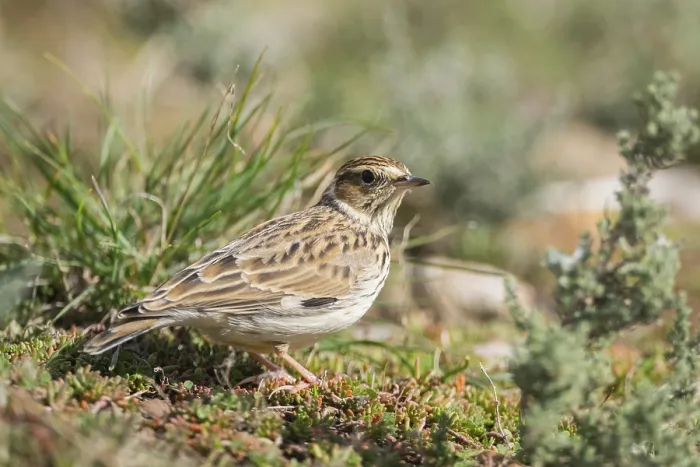 Framed Print : Woodlark or wood lark (Lullula arborea)