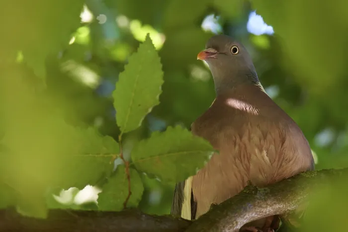 Framed Print : Woodpigeon (Columba palumbus) sitting hidden in a tree